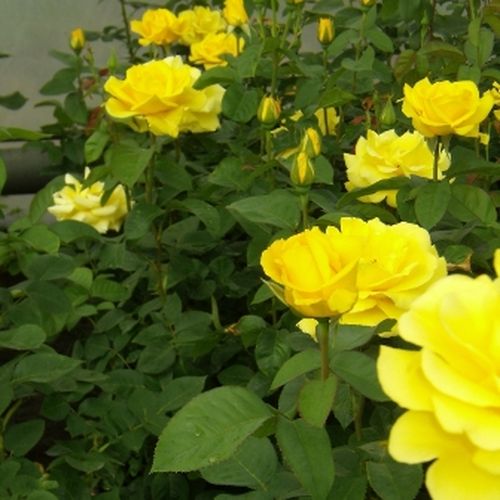 Amarillo oscuro - Árbol de Rosas Floribunda - rosal de pie alto- forma de corona tupida